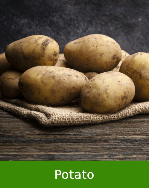 Potato